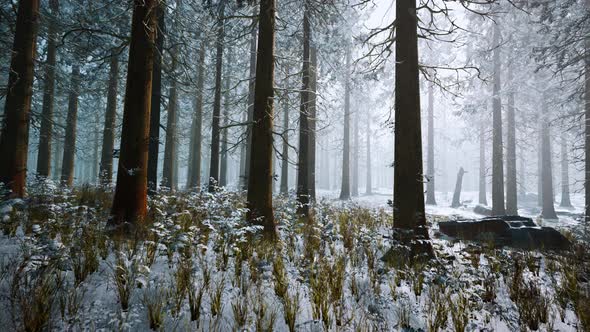 Winter White Frozen Forest in Snow