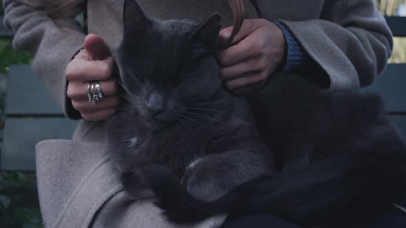 Cat Being Stroked On Woman'S Lap