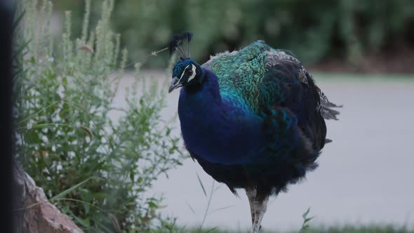 Peacock walking past plants