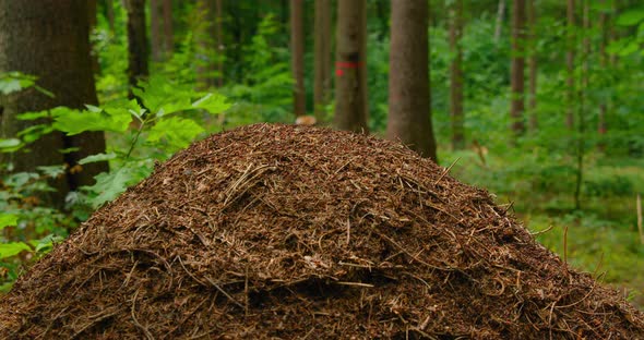 Wild Life of Ants in the Forest in Antheap