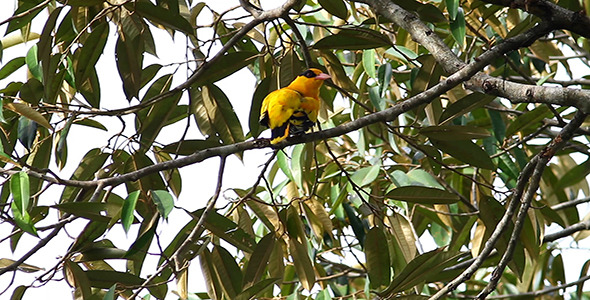Yellow Bird Preening 1