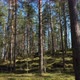 Pine forest in the sunny day - VideoHive Item for Sale