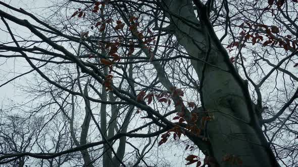 Wind Rustles Leaves On Tree In The Woods