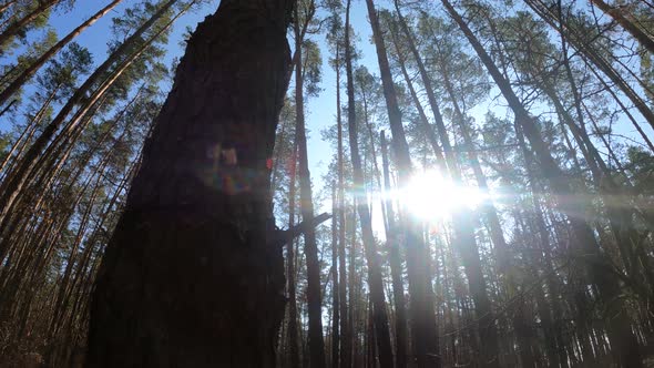 Inside a Pine Forest By Day Slow Motion