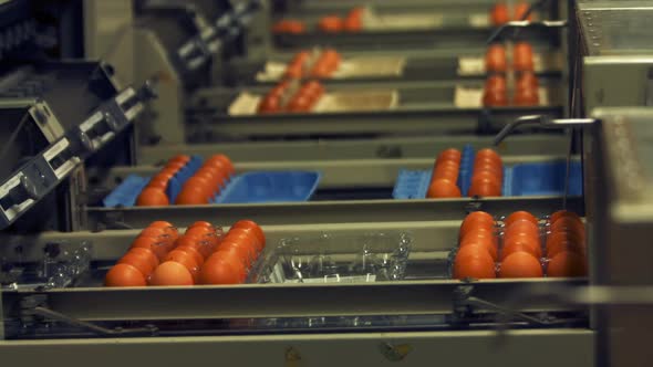 Eggs moving on the production line