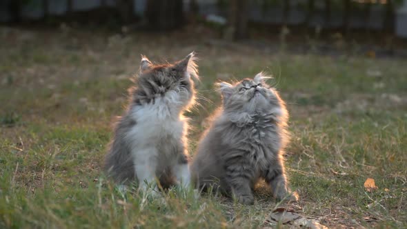 Cute Kittens Playing In The Garden