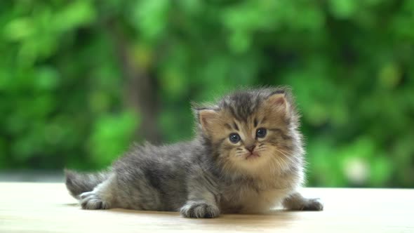 Cute Persian Kitten Shaking Head On Table