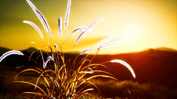 Wild Flowers on Hills at Sunset