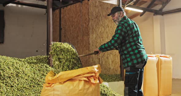 A Hops Plantation Worker Shovels the Dried Hop Cones Into a Transport Bag