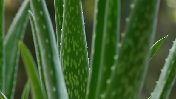 Aloe Vera 22