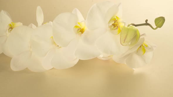 Timelapse of Opening Orchid Flowers on a Beige Background