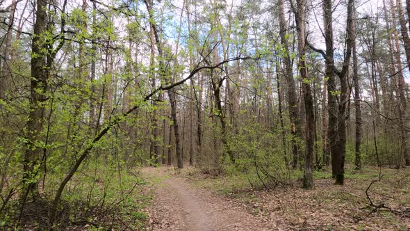 Small Road in the Forest During the Day