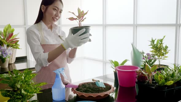 Young woman planting in the flower pots on a counter at home.