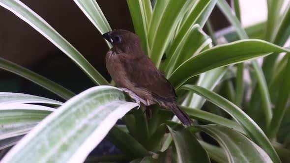 sparrow perched on foliage on flowers in pots. stock videos of little birds. HD videos.