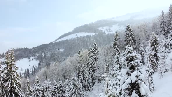 Mountain Slope Covered with Snowy Pine Forest in the Valley