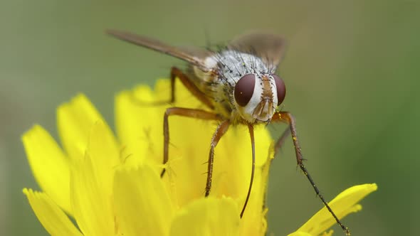 Fly On Yellow Flower