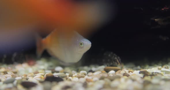 Boesemani Rainbowfish (Melanotaenia Boesemani) is a Species of Fish in the Family Melanotaeniidae