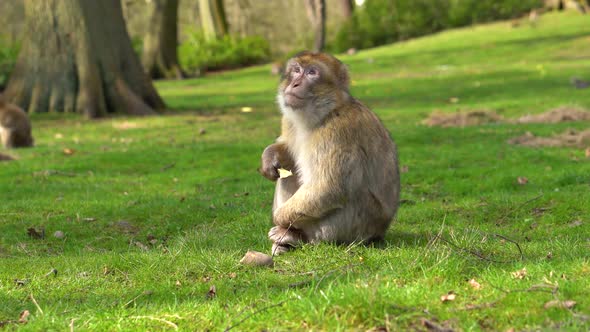 A macaque monkey in a green forest