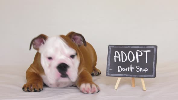 bulldog puppy adopt dont shop sign he walks away 4k.