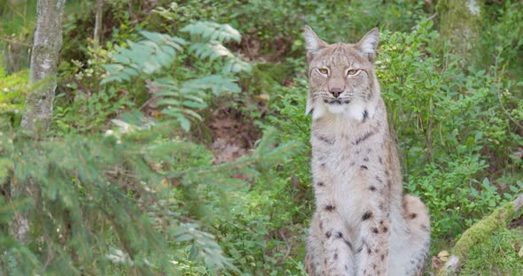 Resting Lynx Cat on Sitting in the Shadows in the Forest