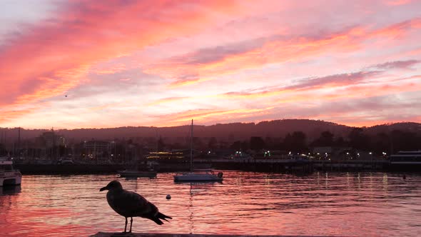 Seagull Bird Fishermans Wharf Pier Yacht Sail Boats in Monterey Marina Sunset