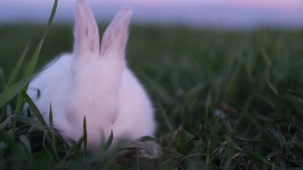 Little Rabbit Deliciously Eats Green Succulent Grass