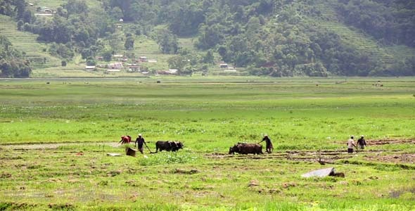 Oxen Cultivate In Field, Pokhara, Nepal 4