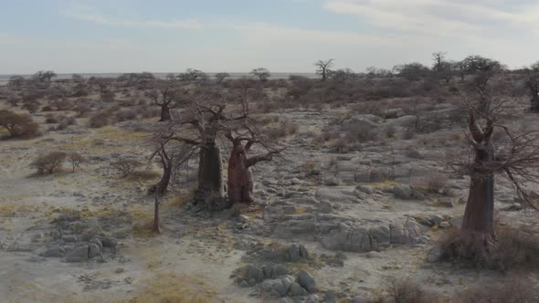 Baobab Trees In Kubu Island At Makgadikgadi Pan Area In Botswana. - aerial