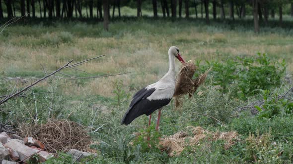 A Stork Is Looking For Material To Repair Its Nest