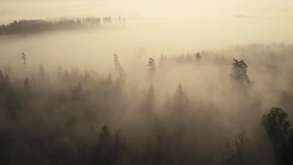 Flight Above Foggy Forest
