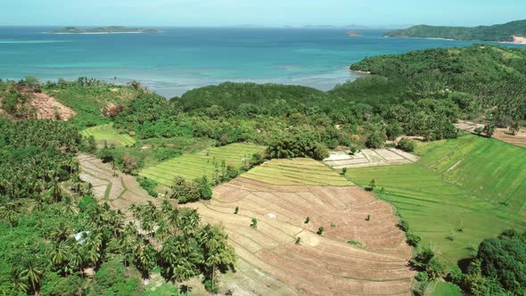 Flying Over Rice Field and Coconut Trees on the Background of Blue Sea