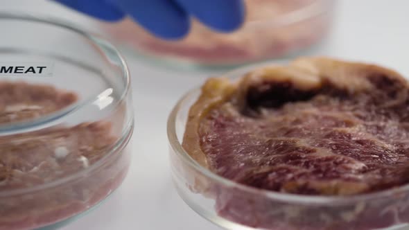 Extreme Close Up Of Meat Samples In Petri Dishes