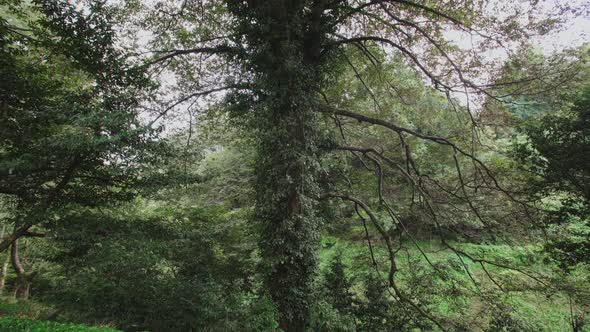 Tall Tree with Long Branches Overgrown with Plants on a Slope in the Rainforest. Botanical Garden