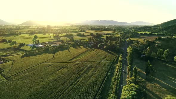 60 fps (slow could be slow motion) aerial view of a cornfield in Chile summer time, close to one of