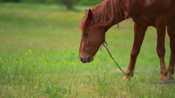 Brown Beautiful Young Horse Grase on the Farm with Chain in Sunny Summer Day. Many Fly Bother Her