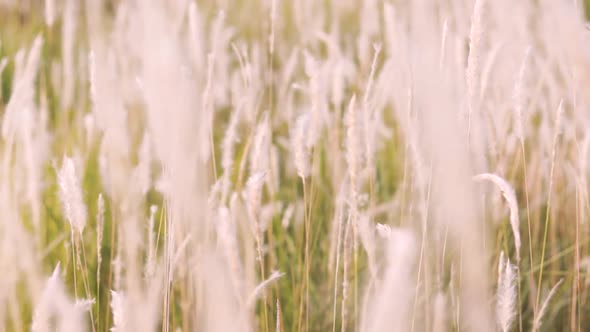 Silver grass flower blowing in the wind, silver grass flower sway in the wind.