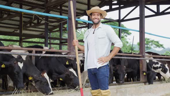 Portrait of Caucasian male dairy farmer check and examining cows animal in cowshed at livestock farm