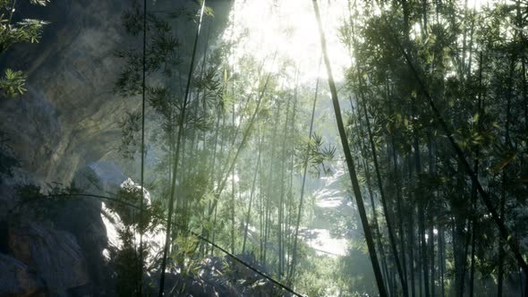 Lush Green Leaves of Bamboo Near the Shore of a Pond with Stones. alt