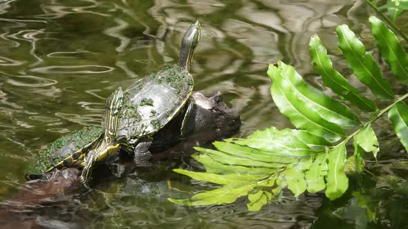 Sea Turtle with its Baby Swimming in the Cenote in Mexico