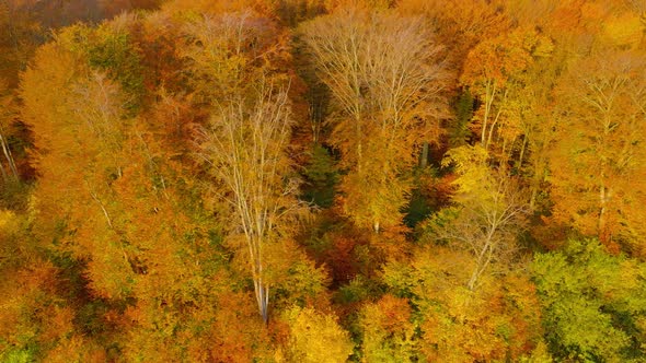 View From the Height on a Bright Autumn Forest