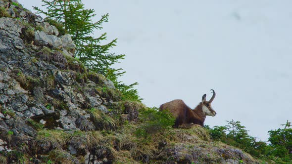 A chamois is laying down and turns around to look at the camera