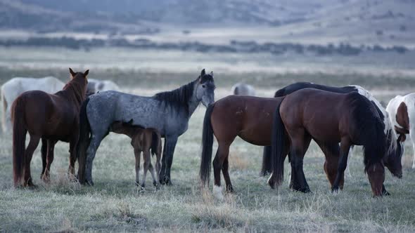 View of wild horses grazing as young filly nurses