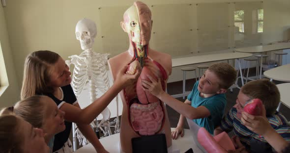 Group of kids touching human anatomy model