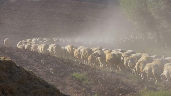 Huge Flock of Sheep Makes Dust While Walking on S-shaped Curved Dirt Road