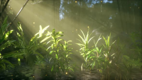 Fog Over the River in the Early Morning on an Summer Day alt