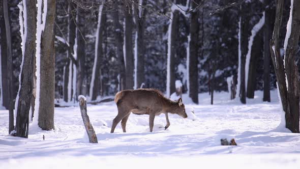 young elk walking through snowy forest on sunny day slomo