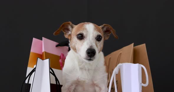 Dog with Paper Bags with Purchases
