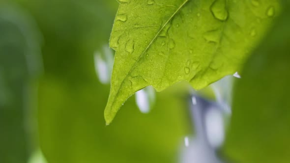 Green Leaves in the Rain