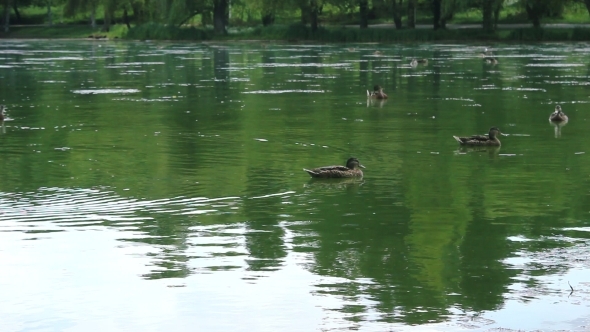 Wild Ducks in Park 2
