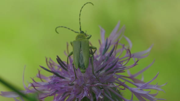 Insects in Macro Photography